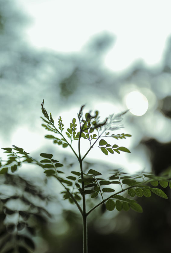 Pianta che rappresenta la filosofia di Pathio di unire casa e ambiente e vivere la convivialità con le persone amate.